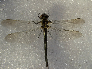 Стрекоза, Odonata, Somatochlora arctica (Zetterstedt), Мурманская обл., горный пояс Хибин, Колупаева Н.