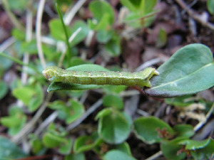 Гусеница пяденицы, Lepidoptera, Geometridae, Мурманская обл., Северный архипелаг, Семь островов, о. Харлов, Мельников М.