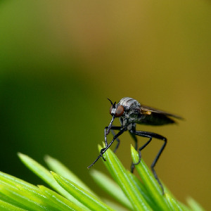 Толкунчик, Diptera, Empis sp., Мурманская обл., Порья губа, о. Горелый, Доливо-Добровольский Д.