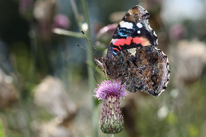 Адмирал, Lepidoptera, Vanessa atalanta (L.), Ленинградская обл., Покотилов В.