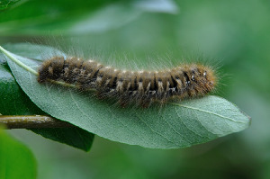 Гусеница коконопряда дубового, Lepidoptera, Lasiocampa quercus (L.), Мурманская обл., Кибринский архипелаг, Быков Ю.