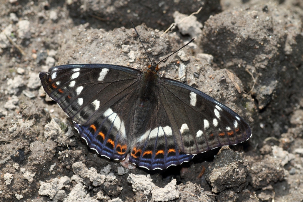 Ленточник тополевый, Lepidoptera, Limenitis populi L., Ленинградская обл., Покотилов В.