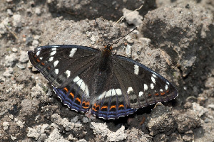 Ленточник тополевый, Lepidoptera, Limenitis populi L., Ленинградская обл., Покотилов В.