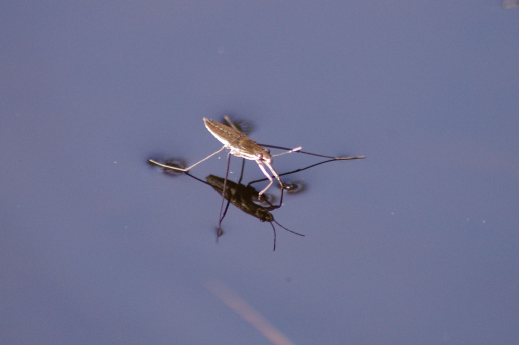 Водомерка, Heteroptera, Gerris sp., Мурманская обл., Северный архипелаг, Вощиков В.
