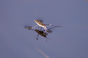 Водомерка, Heteroptera, Gerris sp., Мурманская обл., Северный архипелаг, Вощиков В.