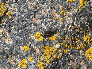 Щелкун, Coleoptera, Elateridae, Мурманская обл., Северный арх., о. Ряшков, Москвичева Л.