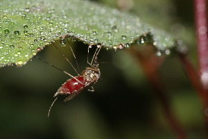Комар-кусака, Diptera, Culicidae.Ленинградская обл., Покотилов В.