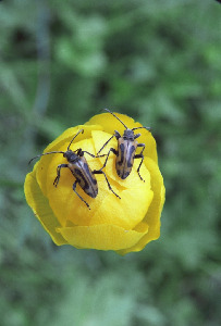 Усач, Coleoptera, Brachyta interrogationis L., Мурманская обл., окр. Лувеньги, Быков Ю.