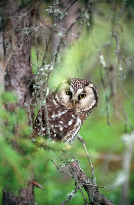 Сыч воробьиный, Glaucidium passerinum, Мурманская обл., Лувеньга. Быков Ю.