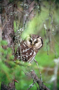 Сыч воробьиный, Glaucidium passerinum, Мурманская обл., Лувеньга. Быков Ю.