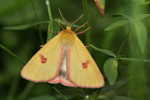 Медведица луговая, Lepidoptera , Diacrisia sannio, ( L.), Ленинградская обл., Покотилов В.