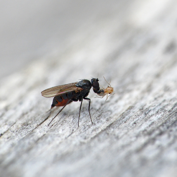 Зеленушка, Diptera, Medetera sp., Мурманская обл., Порья губа, о. Горелый, Доливо-Добровольский Д.
