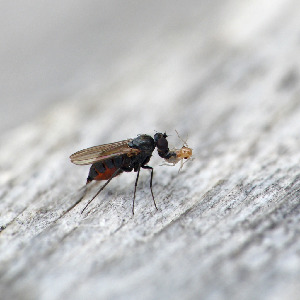Зеленушка, Diptera, Medetera sp., Мурманская обл., Порья губа, о. Горелый, Доливо-Добровольский Д.