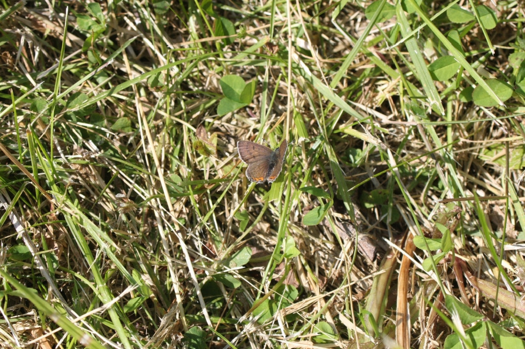 Червонец фиолетовый, Lepidoptera, Lycaena helle,( Den. et Schiff.) Мурманская обл., окр. Лувеньга, Берлина Н.
