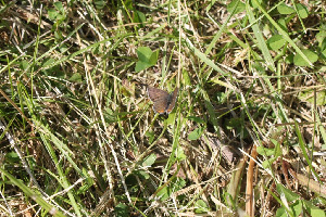 Червонец фиолетовый, Lepidoptera, Lycaena helle,( Den. et Schiff.) Мурманская обл., окр. Лувеньга, Берлина Н.