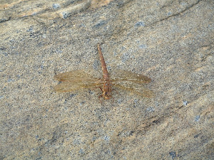 Коромысло, Odonata, Aeschna grandis (L.), Мурманская обл., о. Великий, Кожин М.