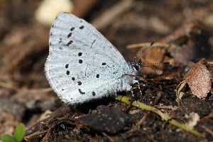 Голубянка крушинная, Lepidoptera, Celastrina argiolus L., Ленинградская обл., Покотилов В.