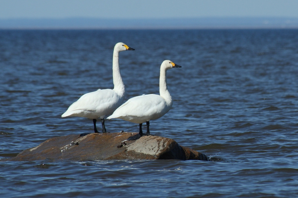 Лебедь малый, Cygnus bewiickii, Ленинградская обл., Покотилов В.