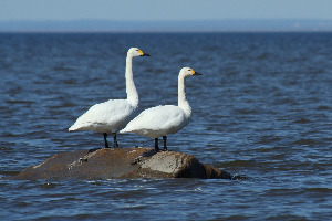 Лебедь малый, Cygnus bewiickii, Ленинградская обл., Покотилов В.