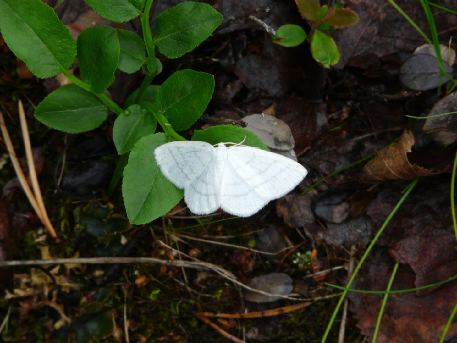 Пяденица, Lepidoptera, Cabera pusaria ( L.), Мурманская обл., Северный архипелаг, о. Лодейный, Харитонова И.