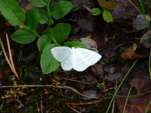 Пяденица, Lepidoptera, Cabera pusaria ( L.), Мурманская обл., Северный архипелаг, о. Лодейный, Харитонова И.