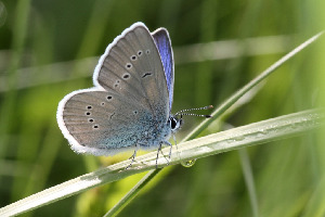 Голубянка лесная, Lepidoptera, Polyommatus semiargus (Rottemburg, 1775), Ленинградская обл., Покотилов В.