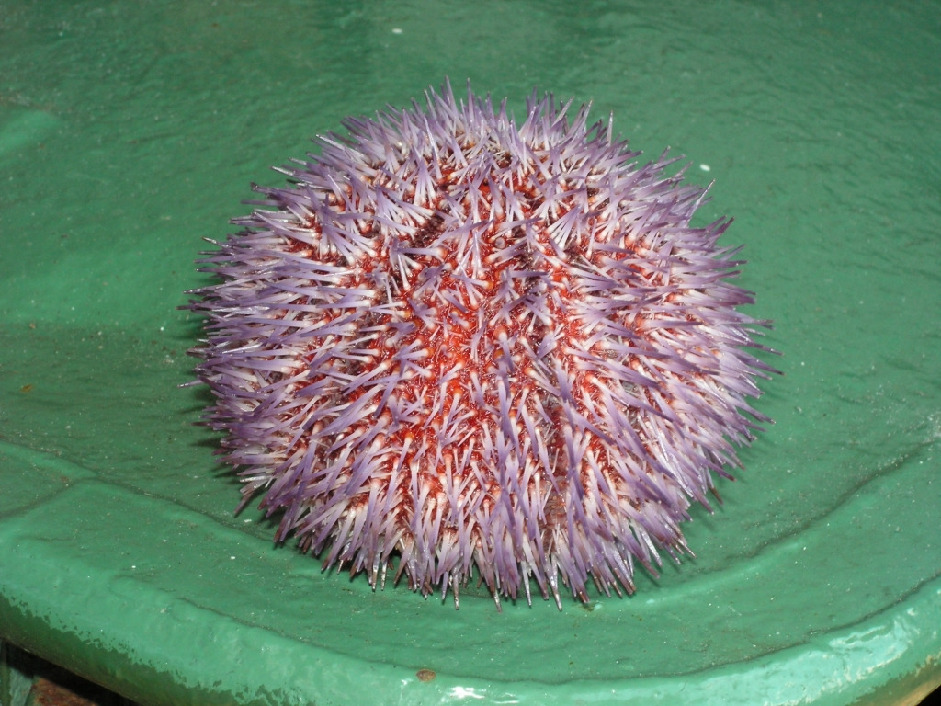 Морской еж, Strongylocentrotus droebachiensis (O.F. Müller), Мурманская обл., Семь островов, Мельников М.