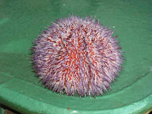 Морской еж, Strongylocentrotus droebachiensis (O.F. Müller), Мурманская обл., Семь островов, Мельников М.