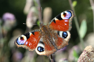 Павлиний глаз, Lepidoptera, Inachis io (L.), Ленинградская обл., Покотилов В.