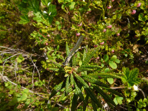 Стрелка, Odonata, Coenagrion sp., Мурманская обл., Северный архипелаг, Харитонова И.