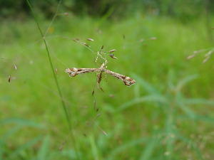 Пальцекрылка, Lepidoptera, Platyptilia pallidactyla (Hw.), Мурманская обл., Лапландский заповедник, Зануздаева Н.
