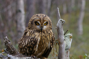 Сова болотная, Asio flammeus, Мурманская обл., Северный архипелаг, Вощиков В.