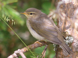 Пеночка-весничка, Phylloscopus trochilus, Мурманская обл., о. Великий, Ёлкина М.