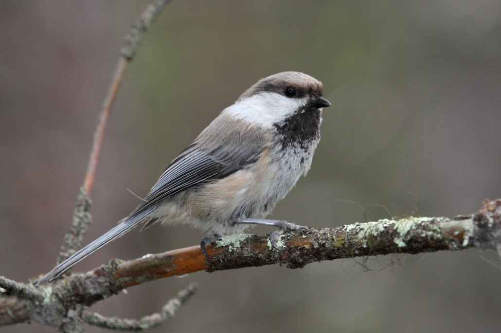 Гаичка сероголовая, Parus cinctus, Мурманская обл., окр. Лувеньги, Покотилов В.