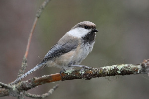 Гаичка сероголовая, Parus cinctus, Мурманская обл., окр. Лувеньги, Покотилов В.