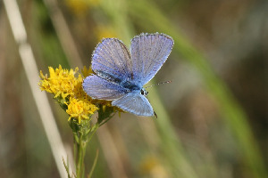 Голубянка, Lepidoptera, Polyommatus sp., Ленинградская обл., Покотилов В.
