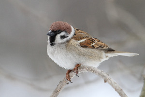 Воробей полевой, Passer montanus, Ленинградская обл.,Покотилов В.