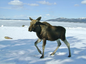 Лось - Alces alces, Вощиков В., Северный арх.