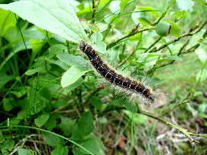 Гусеница коконопряда пушистого, Lepidoptera, Eriogaster lanestris (L.), Мурманская обл., окр. Кандалакши. Автор Юрченко С.