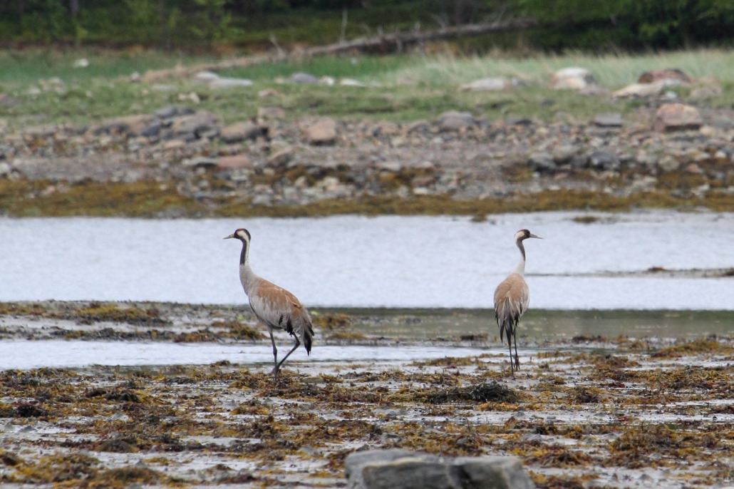 Журавль серый, Grus grus, Мурманская обл., окр. Лувеньги, Покотилов В.