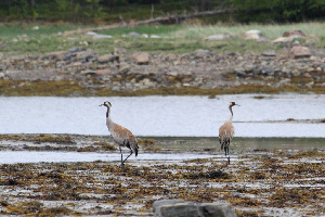 Журавль серый, Grus grus, Мурманская обл., окр. Лувеньги, Покотилов В.