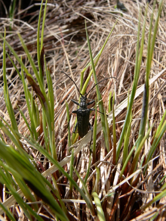 Усач, Coleoptera, Toxotus cursor L., Мурманская обл., Турий мыс, Кожин М.