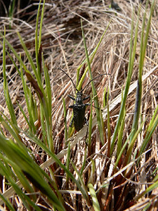 Усач, Coleoptera, Toxotus cursor L., Мурманская обл., Турий мыс, Кожин М.