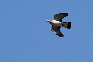 Вяхирь, Columba palumbus, Ленинградская обл., Покотилов В.