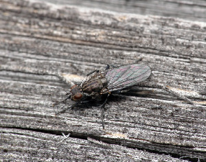 Муха-цветочница, Diptera,Anthomyiidae. Мурманская обл., Порья губа, о-в Горелый, Доливо-Добровольский Д.