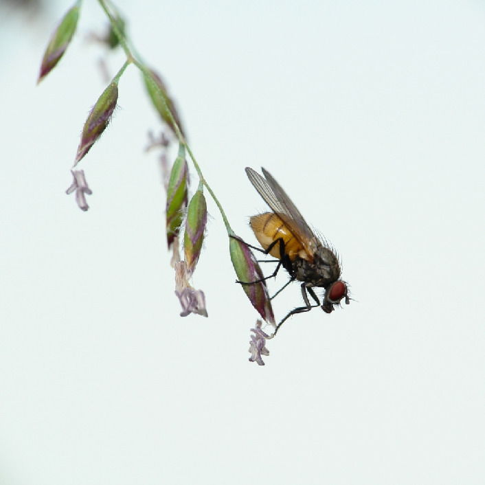 Цветочница, Diptera, Anthomyiidae.Мурманская обл., Порья губа, о. Горелый, Доливо-Добровольский Д.
