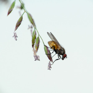 Цветочница, Diptera, Anthomyiidae.Мурманская обл., Порья губа, о. Горелый, Доливо-Добровольский Д.