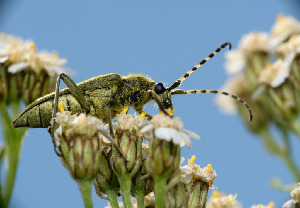 Лептура зелёная, Coleoptera, Lepturobosca virens (L.), Мурманская обл., Порья губа, о-в Горелый, лужайка перед домом на кордоне, Доливо-Добровольский Д.\