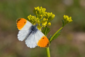 Зорька, Lepidoptera, Anthocharis cardamines (L.), Мурманская обл., , Покотилов В.