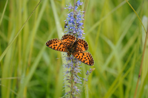 Перламутровка Селена, Lepidoptera, Boloria selene ( Den. et Schiff.), Мурманская обл., Канозерский заказник, ур. Лямукса, Быков Ю.